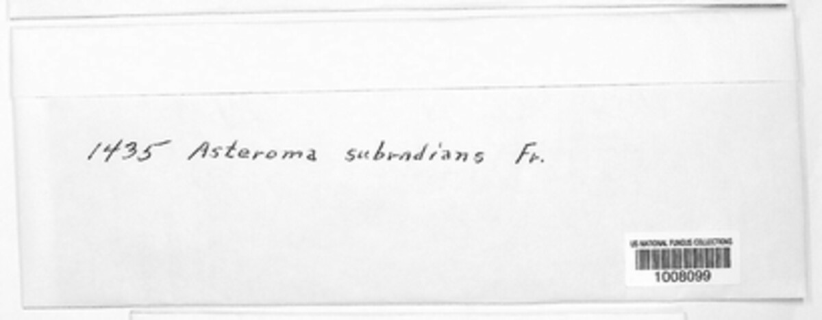 Asteroma subradians image
